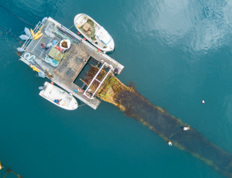 Areal view of the harvest