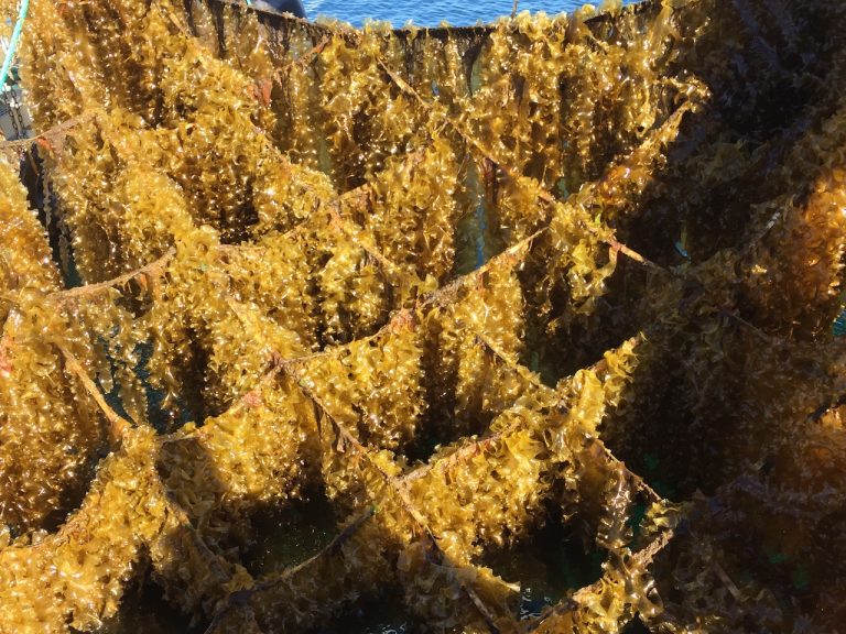 Harvested seaweed